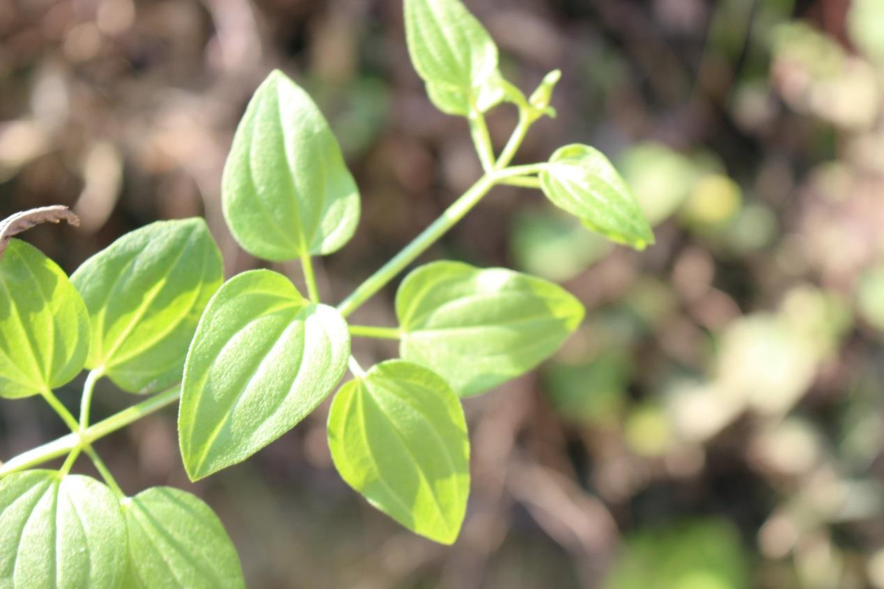 茜草科-茜草