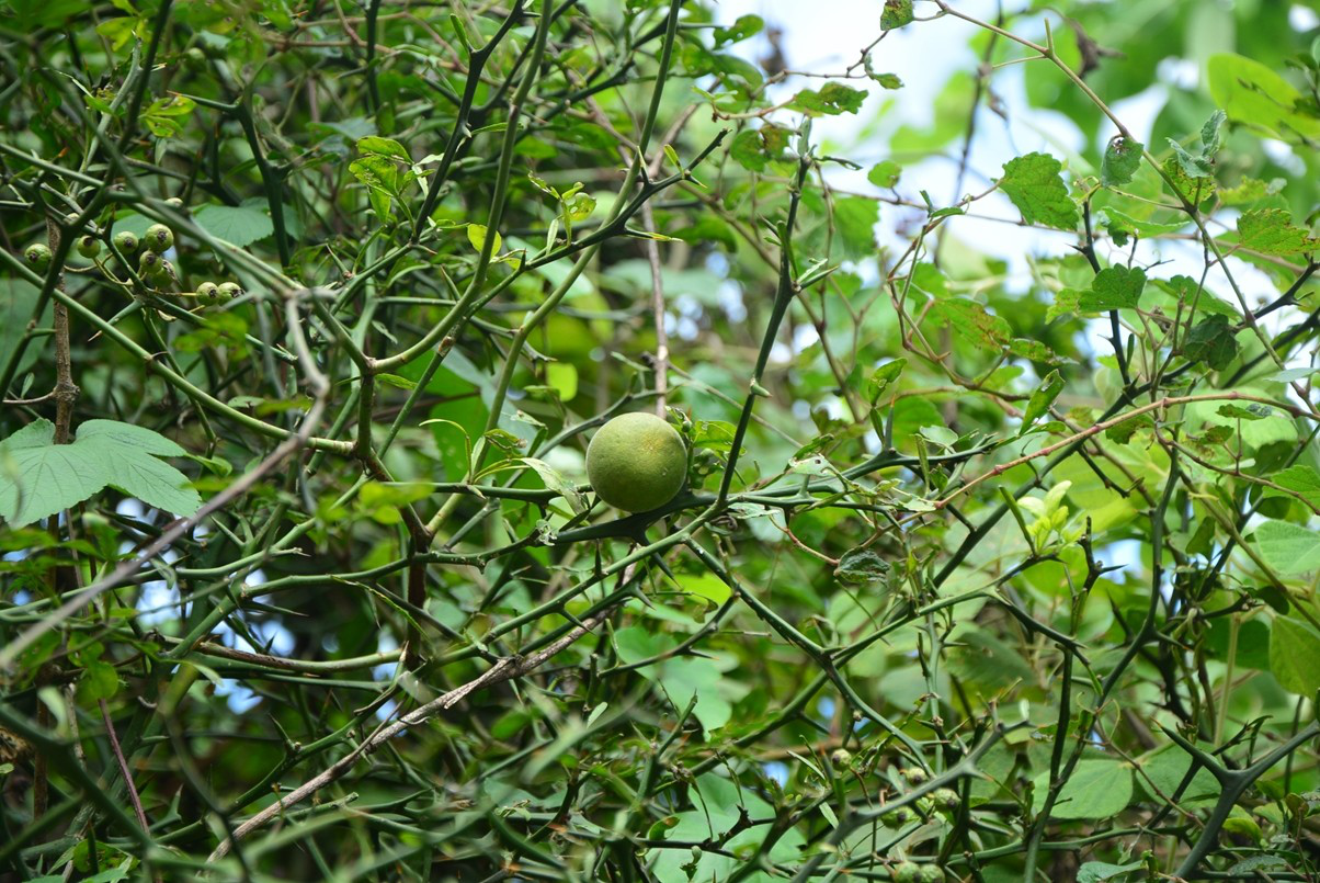 ra 【科 属】芸香科枳属 【药用部位】果实 【药用价值】破气,消积