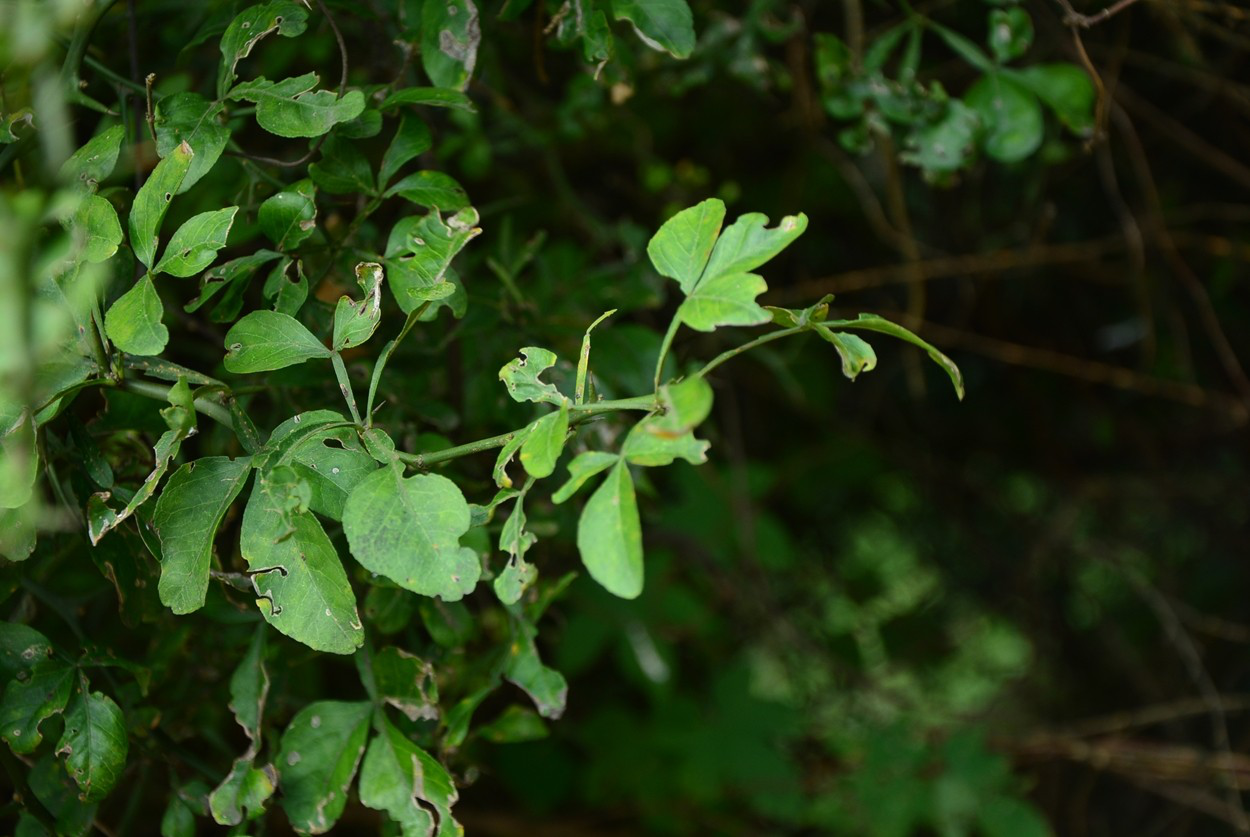 芸香科 枳