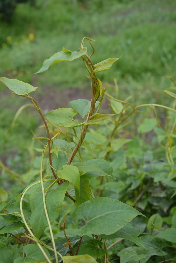 【科属】蓼科何首乌属 【药用部位】块根 【药用价值】苦,甘,涩,微温