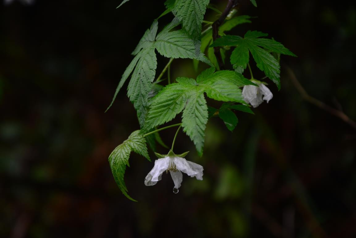 蔷薇科-掌叶覆盆子