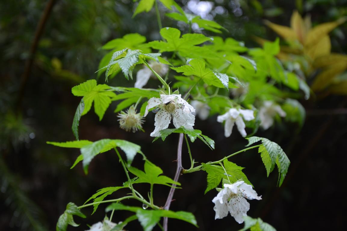 覆盆花属图片